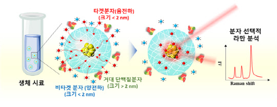 김신현 KAIST 교수 연구팀이 시료 전처리 없이 분자 선택적 라만 분석이 가능한 하이드로젤 기반 라만 센서의 원리를 설명하는 개념도로, 이 센서를 이용하면 달걀 속 살충제 성분을 비롯해 생체 시료에 들어있는 각종 성분을 검출할 수 있다.  KAIST 제공